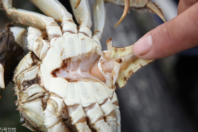 買大閘蟹怎么挑選 大閘蟹的挑選技巧 買大閘蟹怎么挑選 大閘蟹的挑選技巧