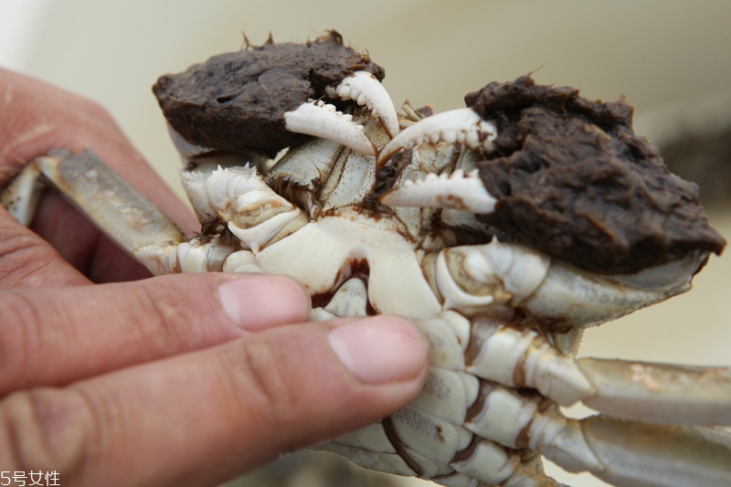 買大閘蟹怎么挑選 大閘蟹的挑選技巧 買大閘蟹怎么挑選 大閘蟹的挑選技巧