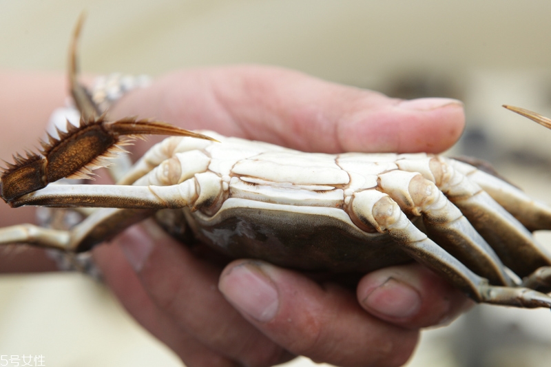 買大閘蟹怎么挑選 大閘蟹的挑選技巧 買大閘蟹怎么挑選 大閘蟹的挑選技巧