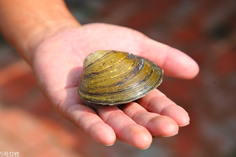 馬蹄蛤怎么挑選與保存 馬蹄蛤怎么挑選與保存