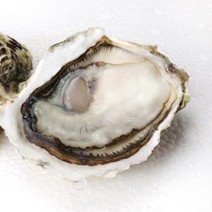 生蠔會死嗎？生蠔是容易死的