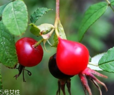 痘痘能用玫瑰果油嗎？愈合之后少量用