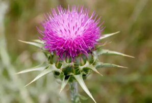 奶薊草的功效與作用 奶薊草的功效與作用