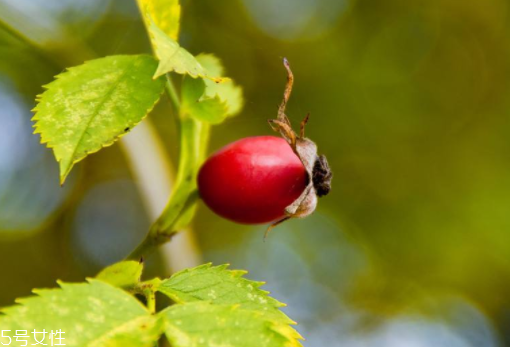 玫瑰果油開(kāi)蓋之后能保存多久？半年到2年