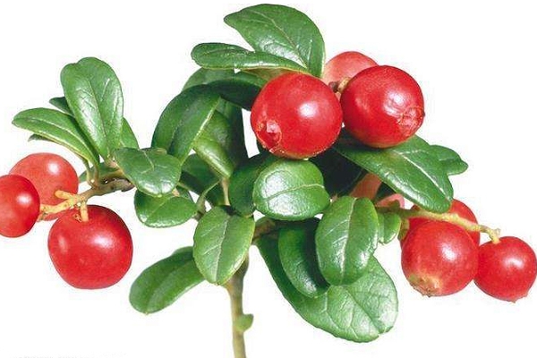 顏色淺的玫瑰果油是假貨嗎？純正玫瑰果油是琥珀色