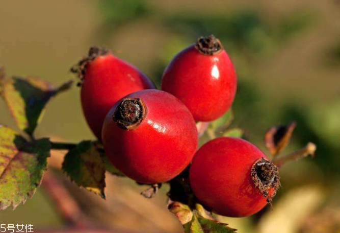 顏色淺的玫瑰果油是假貨嗎？純正玫瑰果油是琥珀色