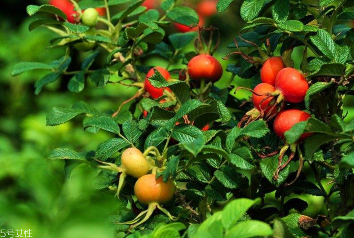 顏色淺的玫瑰果油是假貨嗎？純正玫瑰果油是琥珀色