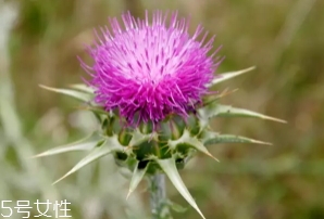 奶薊草護(hù)肝片不適人群 奶薊草護(hù)肝片不適人群