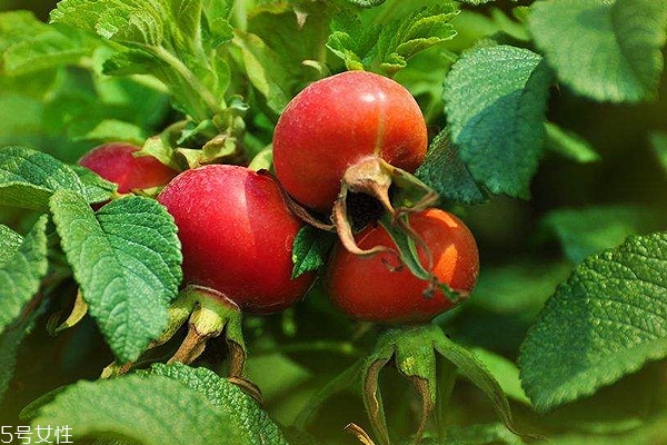 玫瑰果油開蓋之后能保存多久？半年到2年