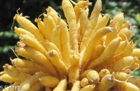 太子參什么季節(jié)吃 秋冬可以適當(dāng)食用 太子參什么季節(jié)吃 秋冬可以適當(dāng)食用