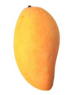 芒果的種類和品種介紹圖片 芒果的種類和品種介紹圖片