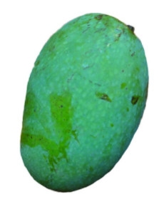 芒果的種類和品種介紹圖片 芒果的種類和品種介紹圖片