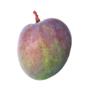 芒果的種類和品種介紹圖片 芒果的種類和品種介紹圖片