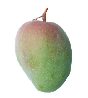 芒果的種類和品種介紹圖片 芒果的種類和品種介紹圖片