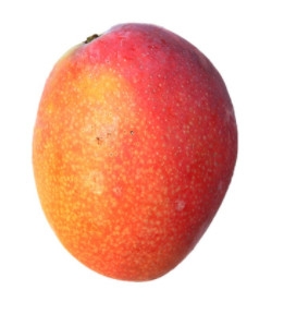 芒果的種類和品種介紹圖片 芒果的種類和品種介紹圖片