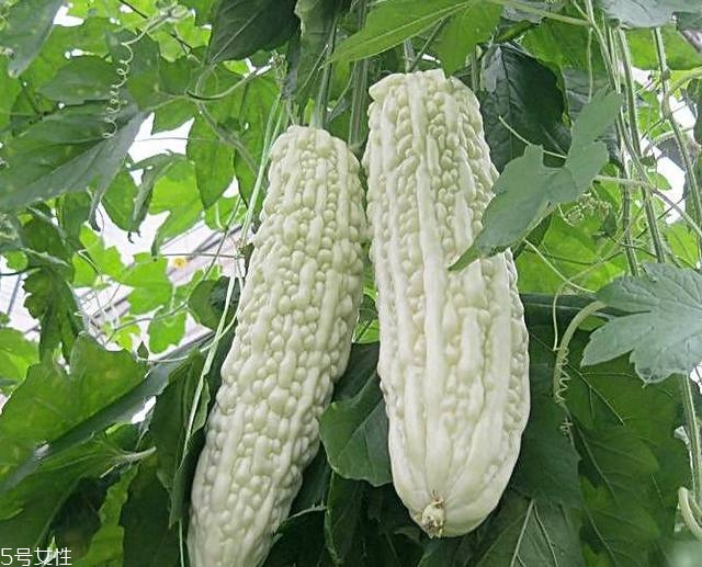 苦瓜品種大全圖片資料 苦瓜品種大全圖片資料