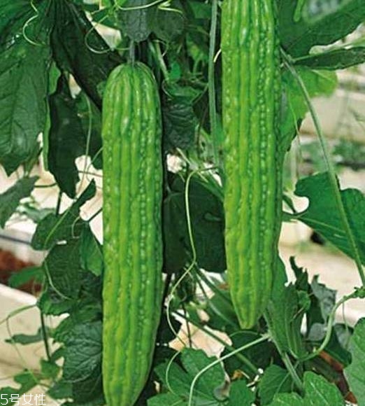 苦瓜品種大全圖片資料 苦瓜品種大全圖片資料