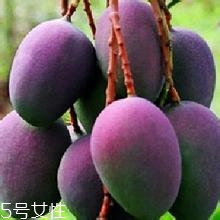 芒果的種類和品種介紹圖片 芒果的種類和品種介紹圖片