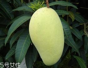 芒果的種類和品種介紹圖片 芒果的種類和品種介紹圖片