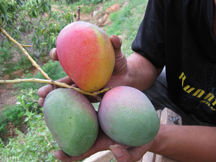 芒果的種類和品種介紹圖片 芒果的種類和品種介紹圖片