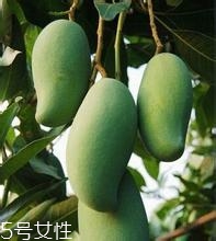 芒果的種類和品種介紹圖片 芒果的種類和品種介紹圖片
