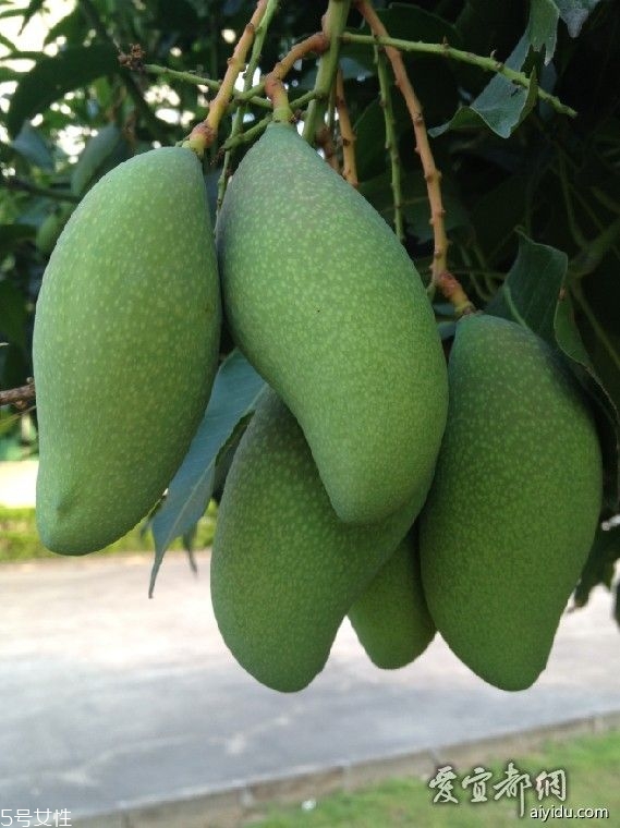 芒果的種類和品種介紹圖片 芒果的種類和品種介紹圖片