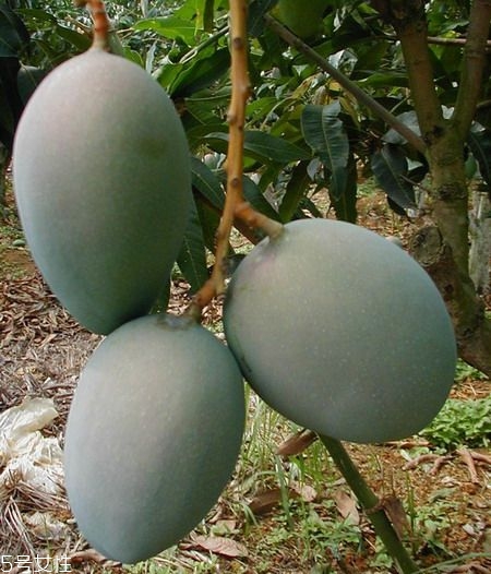 芒果的種類和品種介紹圖片 芒果的種類和品種介紹圖片