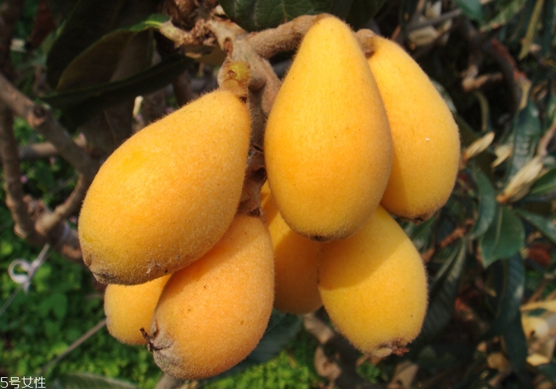 枇杷怎么挑選好吃 枇杷怎么挑選好吃