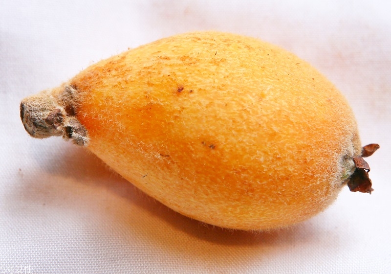 枇杷怎么挑選好吃 枇杷怎么挑選好吃