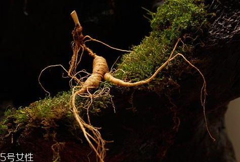 野山參不能和什么同吃 相克食物 野山參不能和什么同吃 相克食物