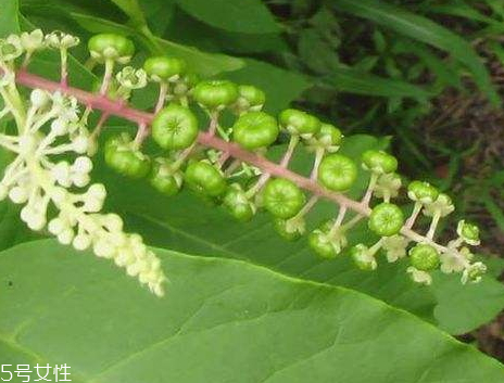 草參多少錢一斤 價格不貴 草參多少錢一斤 價格不貴