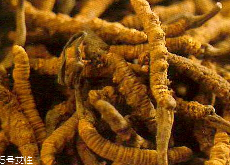 草參多少錢一斤 價格不貴 草參多少錢一斤 價格不貴