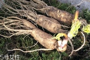 東北人參多少錢一斤 吃法及購買技巧 東北人參多少錢一斤 吃法及購買技巧