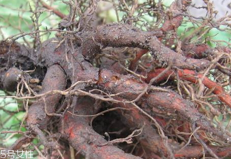 丹參什么時候挖 采收方法 丹參什么時候挖 采收方法