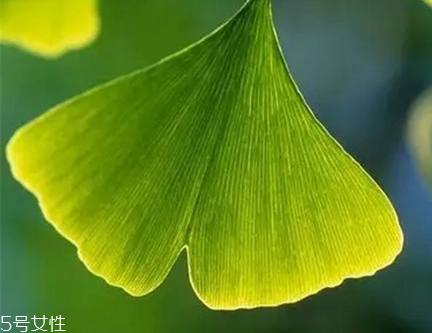 銀杏膠囊的功效與作用 銀杏膠囊的功效與作用