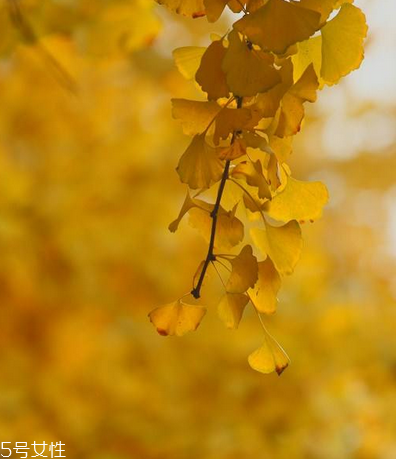 銀杏膠囊的功效與作用 銀杏膠囊的功效與作用