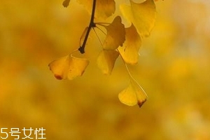 銀杏膠囊主要治什么病？