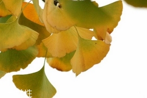 銀杏膠囊多少錢一盒？25元左右