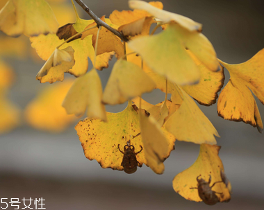 銀杏膠囊多少錢一盒？25元左右