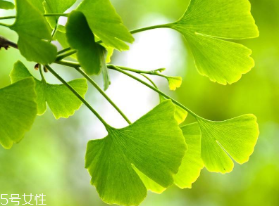 銀杏膠囊多少錢一盒？25元左右