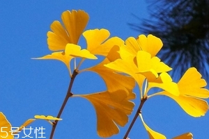 銀杏膠囊可以長期吃嗎？可以長期吃