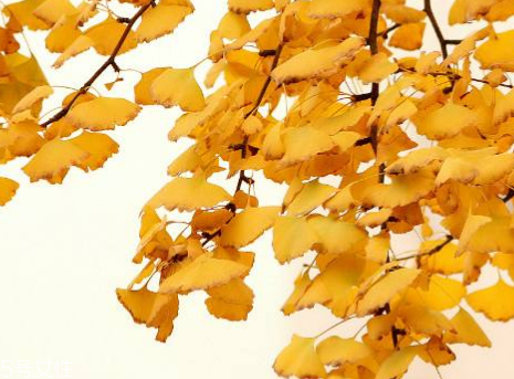 銀杏膠囊可以長(zhǎng)期吃嗎？可以長(zhǎng)期吃