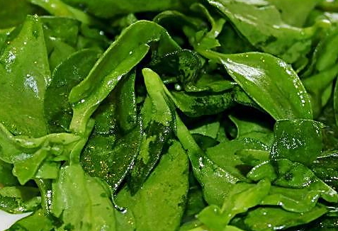 穿心蓮可以生吃嗎 建議最好不要生吃 穿心蓮可以生吃嗎 建議最好不要生吃