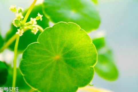 金錢草是大葉好小葉好 二者區(qū)別 金錢草是大葉好小葉好 二者區(qū)別