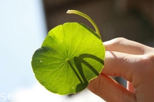 金錢草是大葉好小葉好 二者區(qū)別 金錢草是大葉好小葉好 二者區(qū)別