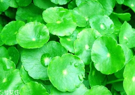 金錢(qián)草能降尿酸嗎 食譜推薦 金錢(qián)草能降尿酸嗎 食譜推薦