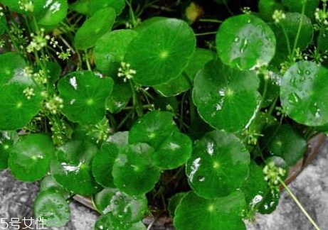 金錢(qián)草能降尿酸嗎 食譜推薦 金錢(qián)草能降尿酸嗎 食譜推薦