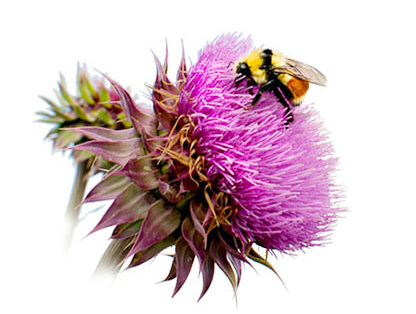 諾奧奶薊提取物膠囊怎么樣？效果還不錯(cuò)