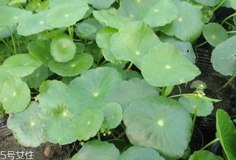 金錢草和雞內(nèi)金同時(shí)服用的效果 金錢草和雞內(nèi)金同時(shí)服用的效果