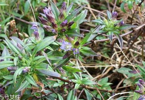 龍膽草多少錢一斤 大多在40到75元之間 龍膽草多少錢一斤 大多在40到75元之間